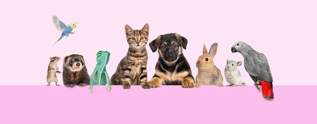 Groupe d'animaux de compagnie s'appuyant ensemble sur une bannière web vide pour placer du texte Chats chiens lapin furet rongeur oiseau reptile