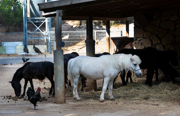 Groupe d'animaux domestiques et animaux de compagnie dans la ferme. Poney avec des cheveux sur son visage et coq au ranch en milieu rural ensoleillé. Poneys miniatures en été debout et mangeant du foin. Groupe de chevaux mangeant de l'herbe.