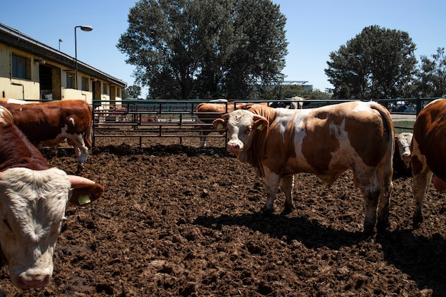 Groupe d'animaux domestiques de taureaux musclés forts pour la production de viande à la ferme biologique.