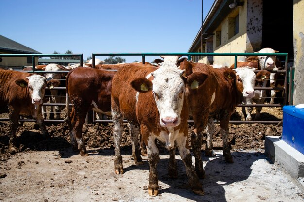 Groupe d'animaux domestiques de taureaux musclés forts pour la production de viande à la ferme biologique.