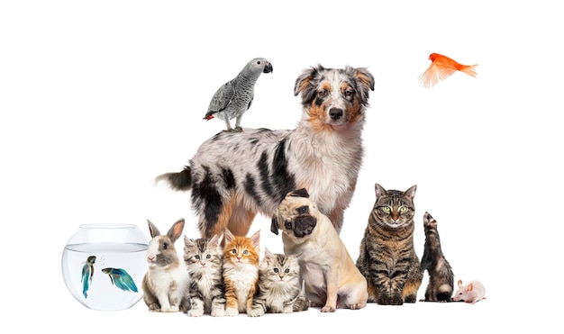 Groupe d'animaux posant autour d'un chien de berger australien chat furet lapin oiseau poisson rongeur isolé sur blanc