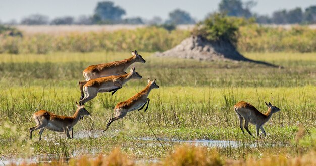 Un groupe d'antilopes courent sur l'eau, entouré d'éclaboussures