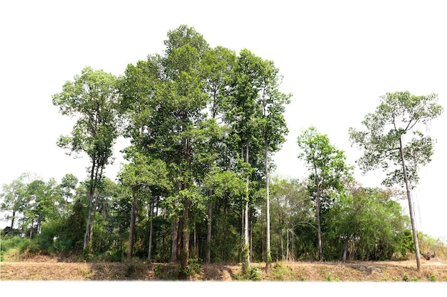 Groupe arbre vert isoler sur blanc