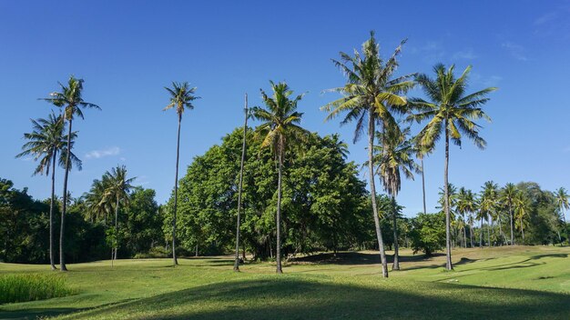 Un groupe d'arbres au milieu d'une prairie verte sur une journée ensoleillée.