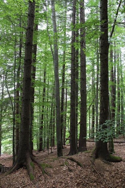 Un groupe d'arbres dans une forêt