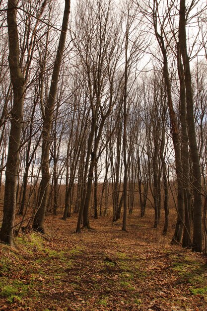 Un groupe d'arbres dans une forêt