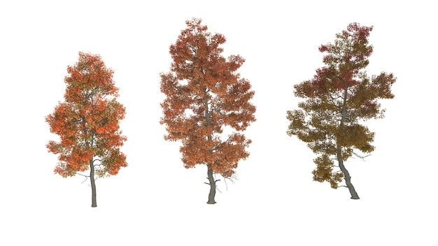 Un groupe d'arbres avec différentes couleurs d'automne