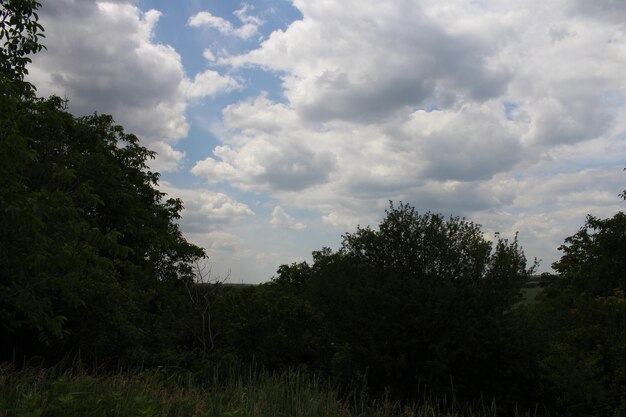 Un groupe d'arbres et d'herbe sous un ciel nuageux