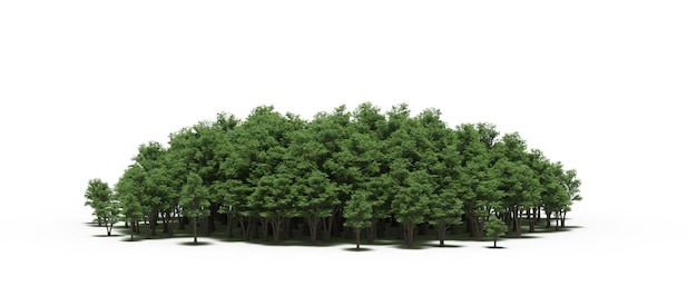 groupe d'arbres avec une ombre au sol isolé sur fond blanc arbres dans la forêt 3D