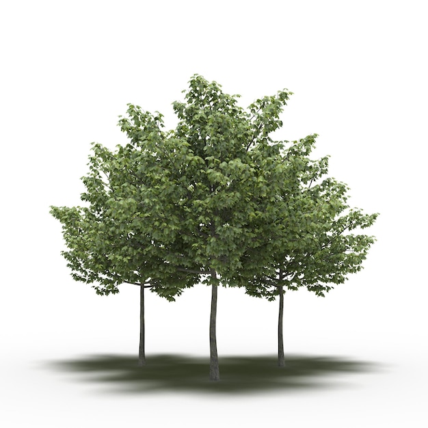 groupe d'arbres avec une ombre en dessous, isolé sur fond blanc, illustration 3D, rendu cg