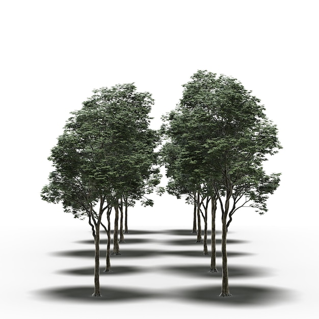 groupe d'arbres avec une ombre en dessous, isolé sur fond blanc, illustration 3D, rendu cg