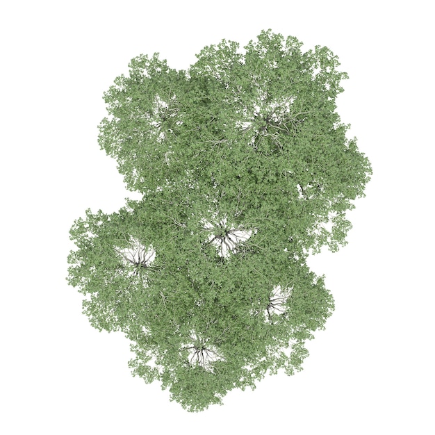 groupe d'arbres, vue de dessus, isolé sur fond blanc, illustration 3D, rendu cg