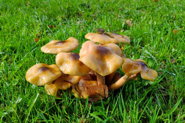 Groupe d'Armillaria mellea