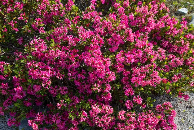 Groupe articulaire de rhododendron