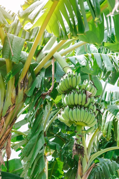 Groupe de bananes vertes non mûres qui sont rassemblées sur la même branche.