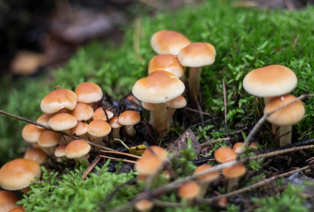 Un groupe de beaux champignons dans la forêt de faux champignons au miel