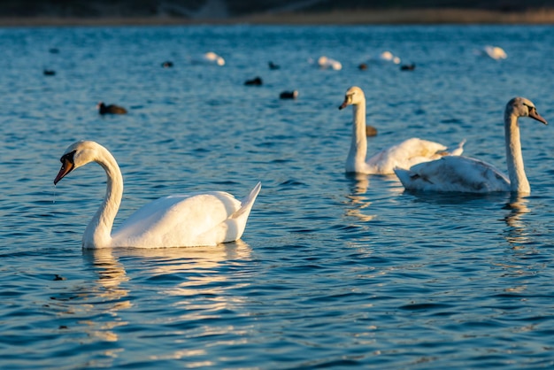 Groupe de beaux cygnes et autres oiseaux dans le lac bleu