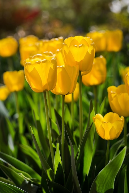 Groupe de belles tulipes jaunes poussant dans le jardin éclairé par la lumière du soleil au printemps comme concept de fleurs