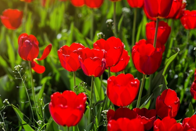 Groupe de belles tulipes rouges poussant dans le jardin éclairé par la lumière du soleil au printemps comme concept de fleurs