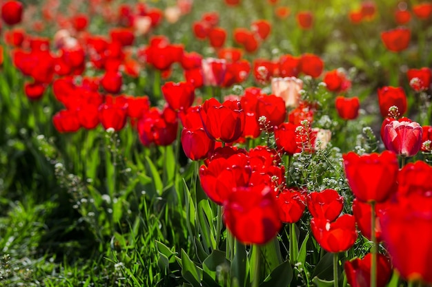 Groupe de belles tulipes rouges poussant dans le jardin éclairé par la lumière du soleil au printemps comme concept de fleurs