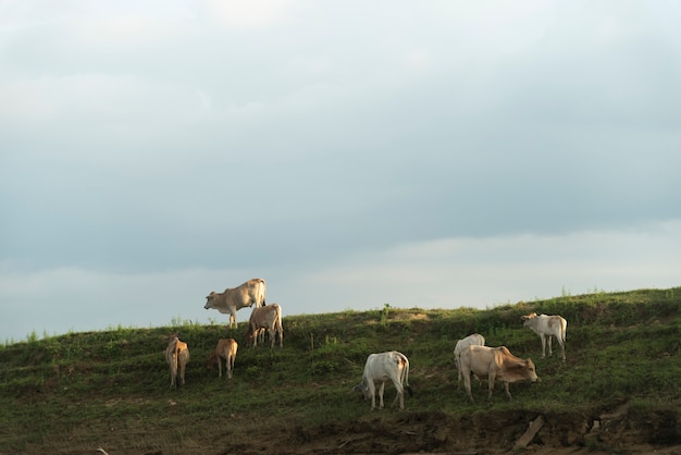 Groupe de bétail dans le champ de la ferme, Thaïlande