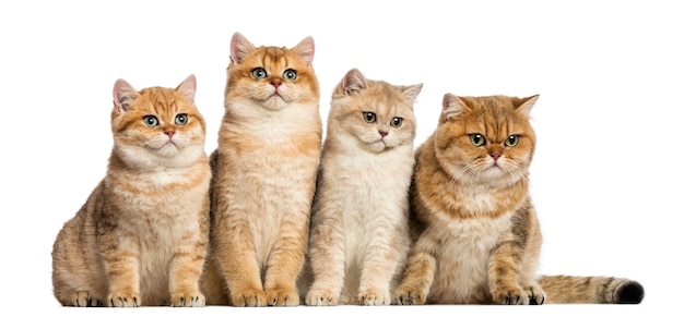 Groupe de British shorthair assis dans une rangée