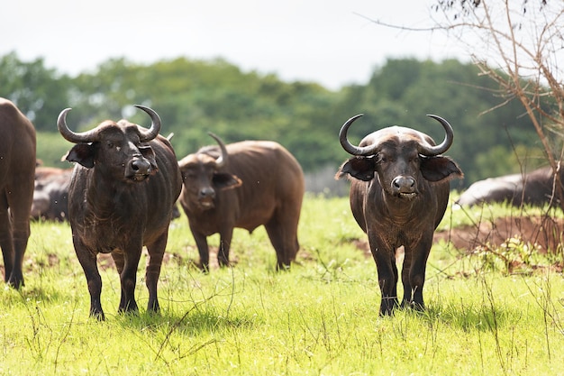 Un groupe de buffles africains dans le parc national de Tsavo au Kenya