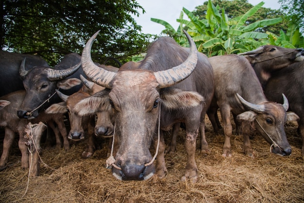 groupe de buffles de Thaïlande