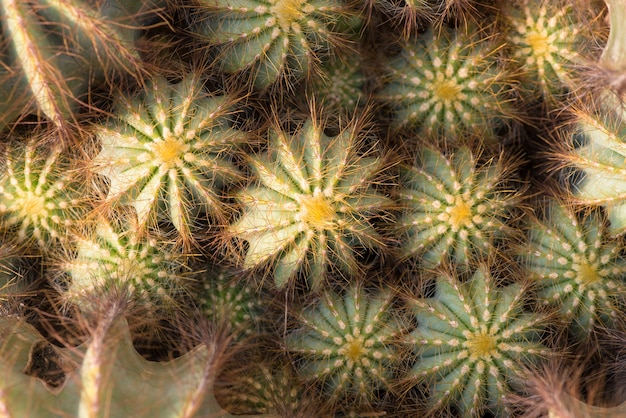 Groupe de cactus boule d&#39;or