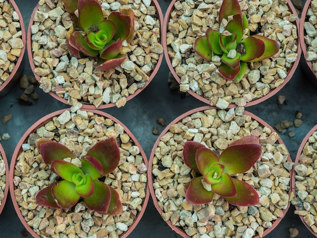 Groupe de cactus dans un pot, plante succulente