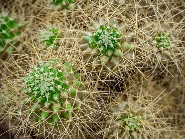 un groupe de cactus épineux tropicaux pousse dans un jardin botanique