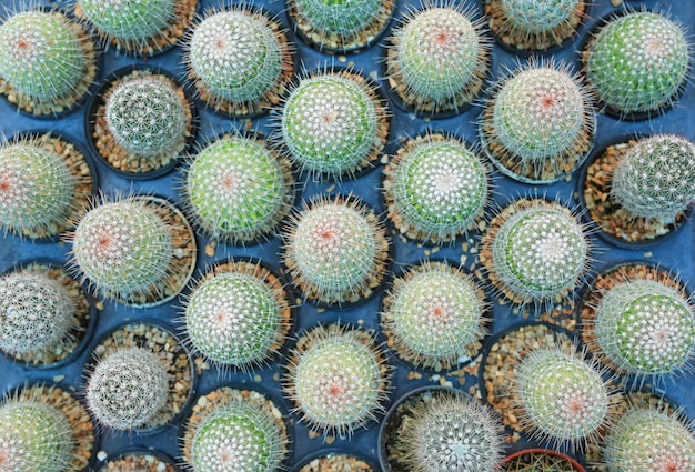 Groupe de cactus en serre. Vue de dessus.