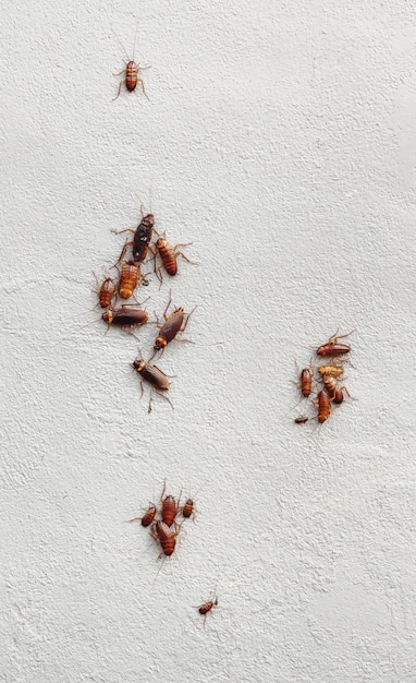 Groupe de cafards sur mur de plâtre