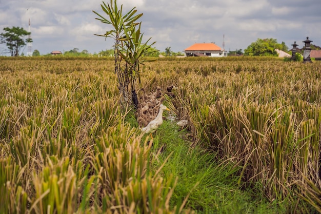 Groupe de canards sur le côté des rizières à Bali