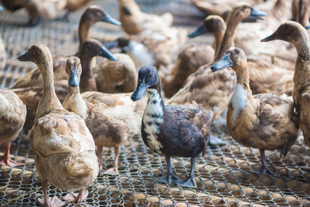 Groupe de canards dans une ferme, agriculture traditionnelle en Thaïlande.