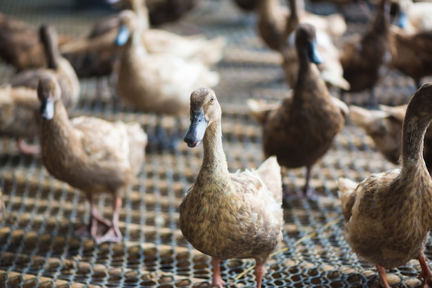 Groupe de canards en ferme, agriculture traditionnelle