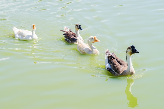 Photo un groupe de canards flottant sur l'eau