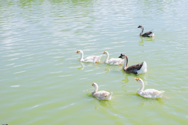 Un groupe de canards flottant sur l'eau