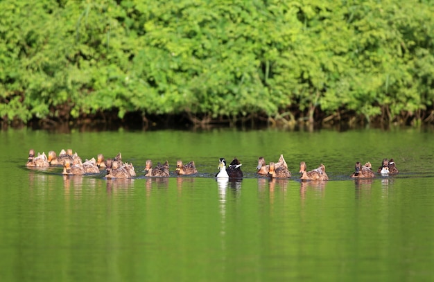 Groupe de canards nageant dans le lac