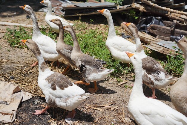 un groupe de canards qui marchent