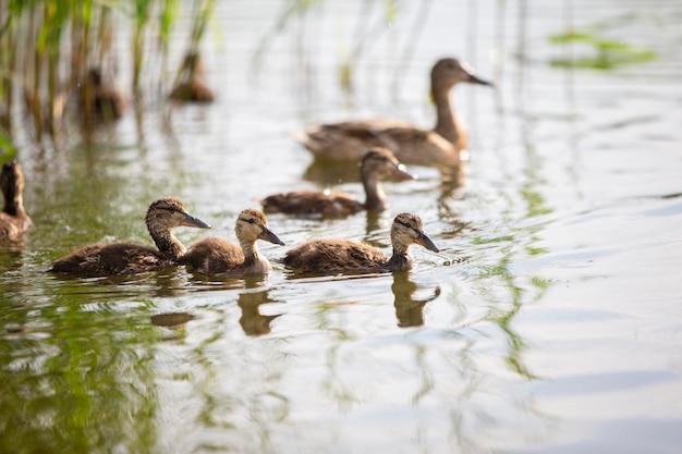 Un groupe de canards de rivière nage sur le lac