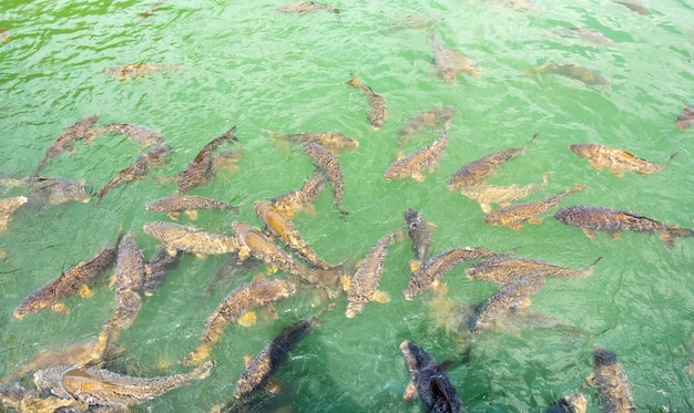 Groupe de carpes d'eau douce