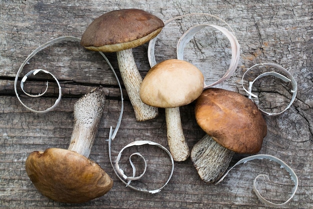 Un groupe de cèpes bruns et de boucles d'écorce de bouleau