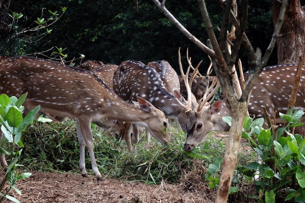 un groupe de cerfs mangeant de l'herbe la tête du cerf est entre les corps d'autres cerfs