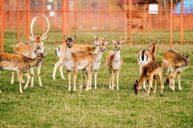 Groupe de cerfs pâturage au champ.