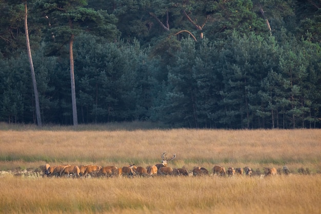 Groupe de cerfs rouges debout sur un terrain sec dans la nature d'automne