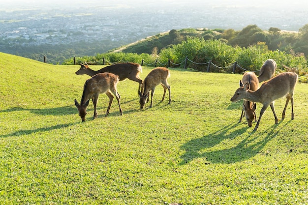 Groupe de cerfs