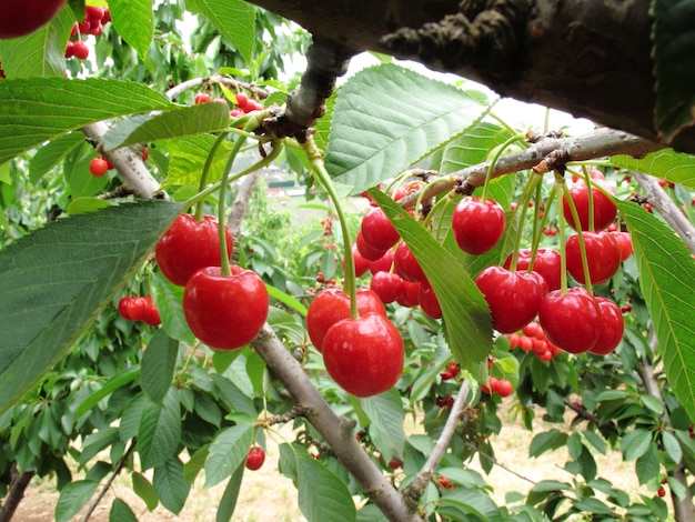 Un Groupe De Cerises Rouges Sur Un Arbre Ont De Nombreuses Feuilles Vertes Dans Une Ferme De Melbourne