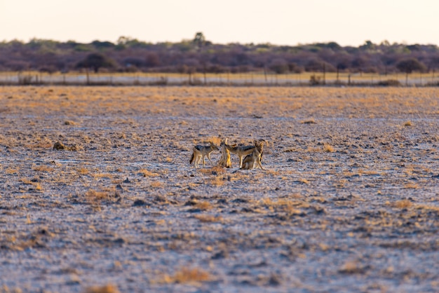 Photo groupe de chacals à dos noir sur le plateau du désert au coucher du soleil. parc national d'etosha.