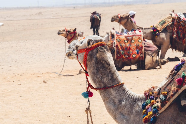 Groupe de chameaux dans le désert vadventure en Egypte